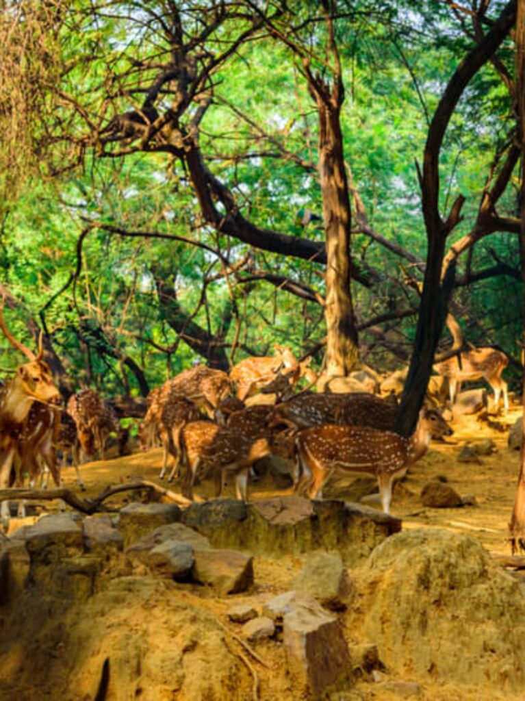 Deer PArk- best picnic spots in Delhi