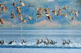 Okhla Bird Sanctury- best picnic spots in Delhi