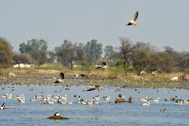 Sultan Bird Sanctury- best picnic spots in Delhi